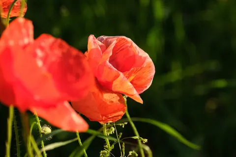 Poppy Field 4K Wallpaper · flowers · 3840×2560