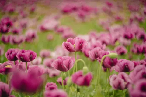 Poppy Field 4K Wallpaper · flowers · 3840×2560