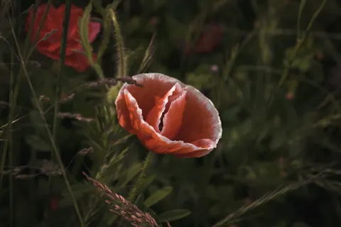 Poppy Field 4K Wallpaper · flowers · 3840×2560