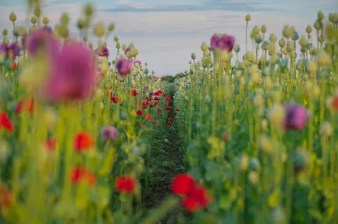 Poppy Field 4K Wallpaper · flowers · 3840×2555