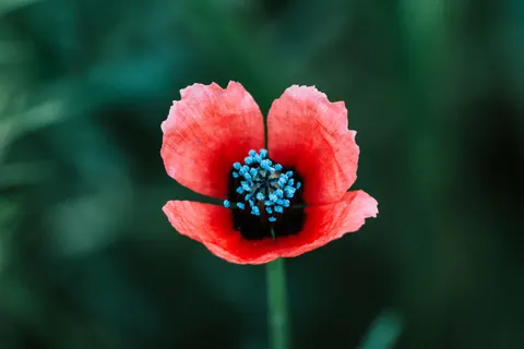 Poppy Field 4K Wallpaper · flowers · 3840×2560