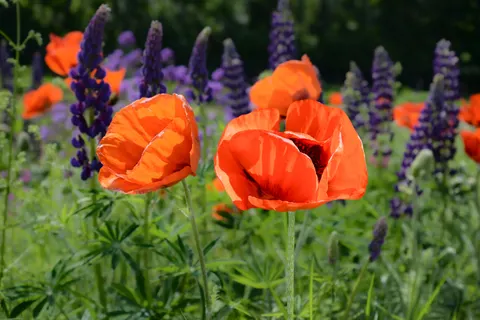 Poppy Field 4K Wallpaper · flowers · 3840×2563