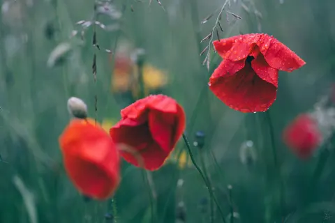 Poppy Field 4K Wallpaper · flowers · 3840×2560