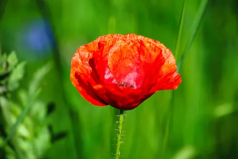 Poppy Field 4K Wallpaper · flowers · 3840×2560
