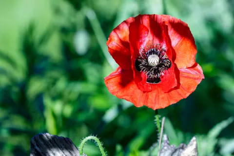 Poppy Field 4K Wallpaper · flowers · 3840×2560