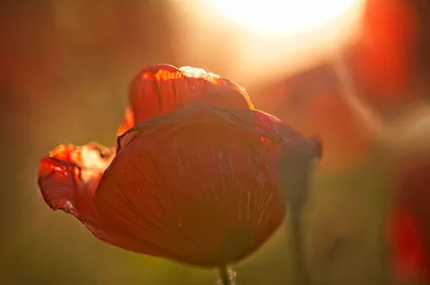 Poppy Field 4K Wallpaper · flowers · 3840×2555