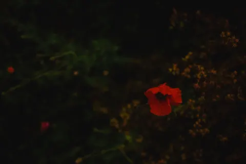 Poppy Field 4K Wallpaper · flowers · 3840×2560