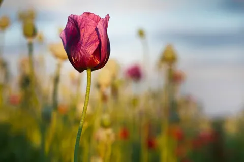Poppy Field 4K Wallpaper · flowers · 3840×2555