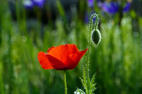 Poppy Field 4K Wallpaper · flowers · 3840×2560