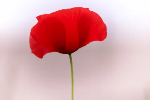 Poppy Field 4K Wallpaper · flowers · 3840×2560