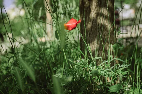 Poppy Field 4K Wallpaper · flowers · 3840×2560