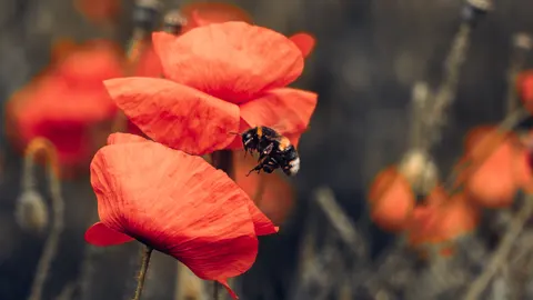Poppy Field 4K Wallpaper · flowers · 3840×2160
