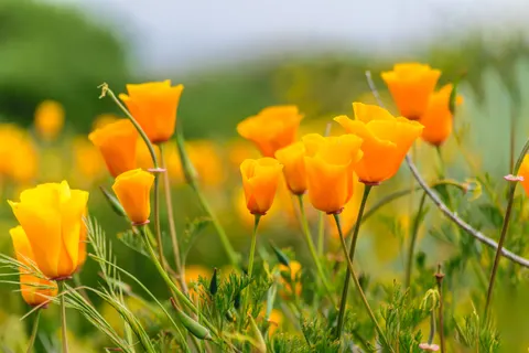 Poppy Field 4K Wallpaper · flowers · 3840×2560