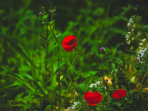 Poppy Field 4K Wallpaper · flowers · 3840×2880
