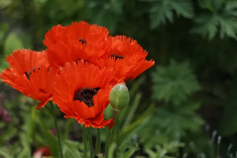 Poppy Field 4K Wallpaper · flowers · 3840×2560