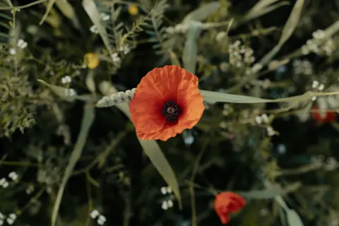 Poppy Field 4K Wallpaper · flowers · 3840×2560