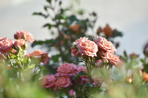 Fondo de pantalla Jardín de Rosas 4K · flowers · 3840×2560