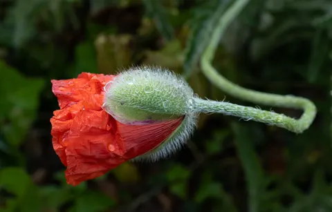 Poppy Field 4K Wallpaper · flowers · 3840×2460