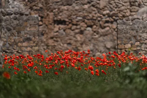 Poppy Field 4K Wallpaper · flowers · 3840×2561