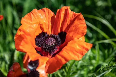 Poppy Field 4K Wallpaper · flowers · 3840×2560