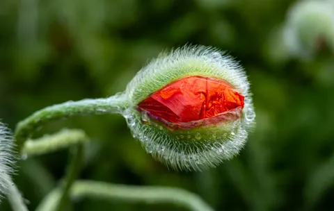 Poppy Field 4K Wallpaper · flowers · 3840×2437