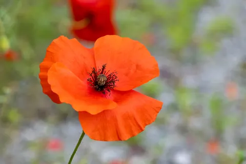 Poppy Field 4K Wallpaper · flowers · 3840×2560