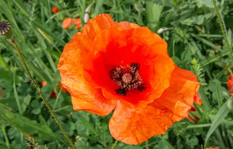 Poppy Field 4K Wallpaper · flowers · 3840×2462