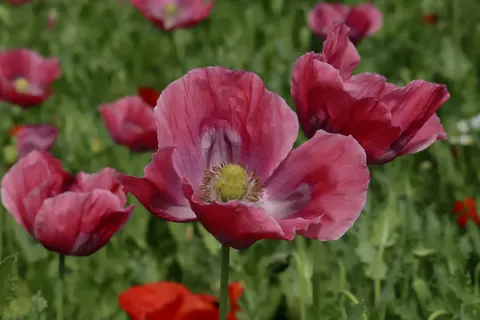 Poppy Field 4K Wallpaper · flowers · 3840×2560