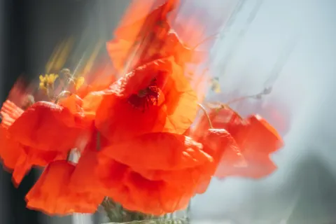 Poppy Field 4K Wallpaper · flowers · 3840×2563