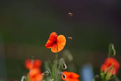 Poppy Field 4K Wallpaper · flowers · 3840×2561