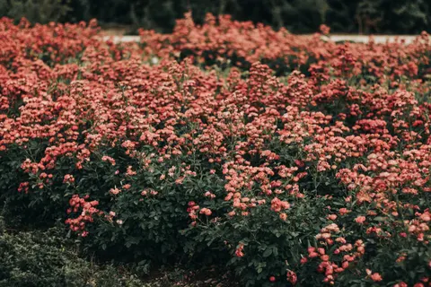 Rosengarten 4K Hintergrundbild · flowers · 3840×2560