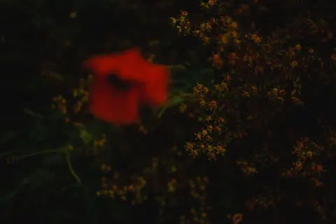 Poppy Field 4K Wallpaper · flowers · 3840×2560
