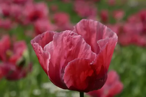 Poppy Field 4K Wallpaper · flowers · 3840×2560