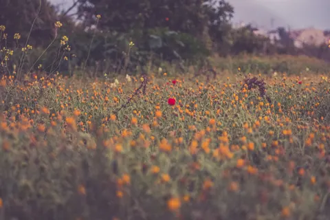 Poppy Field 4K Wallpaper · flowers · 3840×2560