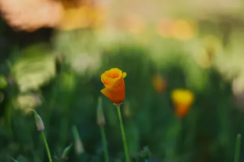 Poppy Field 4K Wallpaper · flowers · 3840×2560