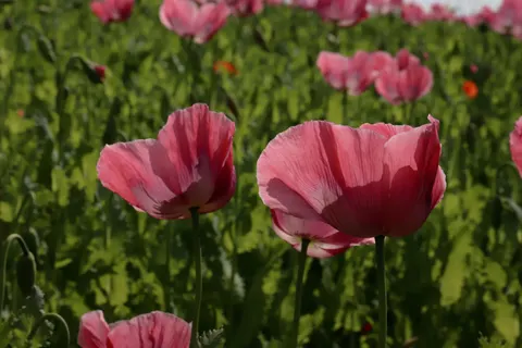 Poppy Field 4K Wallpaper · flowers · 3840×2560