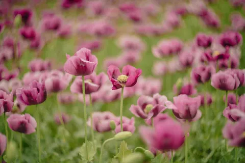 Poppy Field 4K Wallpaper · flowers · 3840×2560