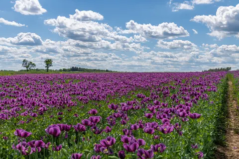 Poppy Field 4K Wallpaper · flowers · 3840×2560
