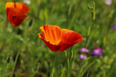 Poppy Field 4K Wallpaper · flowers · 3840×2560