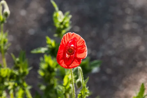 Poppy Field 4K Wallpaper · flowers · 3840×2561