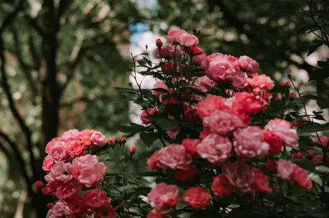 Fondo de pantalla Jardín de Rosas 4K · flowers · 3840×2555