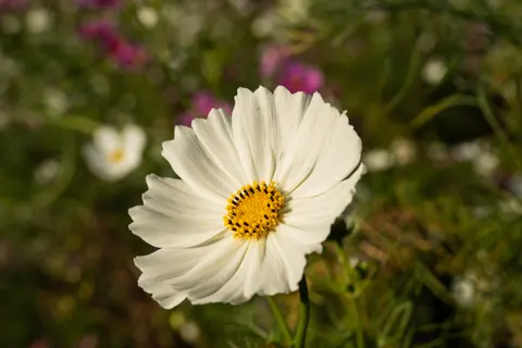 Daisy Field 4K Wallpaper · flowers · 3840×2560