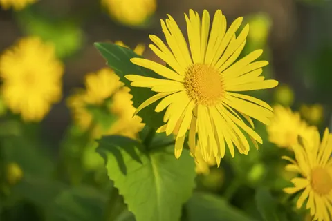 Daisy Field 4K Wallpaper · flowers · 3840×2560