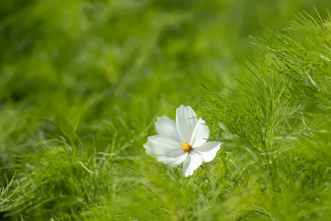 Daisy Field 4K Wallpaper · flowers · 3840×2560