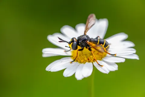 Daisy Field 4K Wallpaper · flowers · 3840×2560