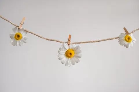 Daisy Field 4K Wallpaper · flowers · 3840×2560