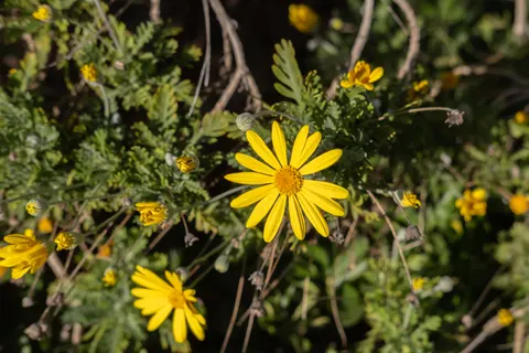 Gänseblümchenfeld 4K Hintergrundbild · flowers · 3840×2560