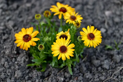 Daisy Field 4K Wallpaper · flowers · 3840×2560