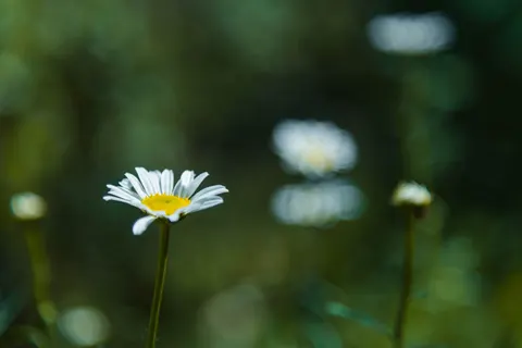 Madeliefjesveld 4K-achtergrond · flowers · 3840×2560