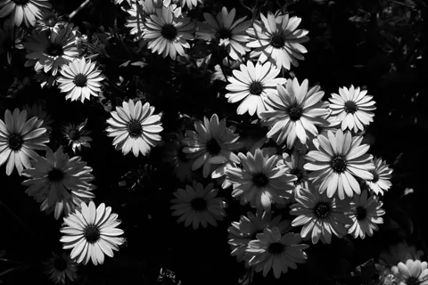Daisy Field 4K Wallpaper · flowers · 3840×2560